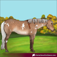 Horse Color:White Spotted Silver Bay Dun Sabino Rabicano 