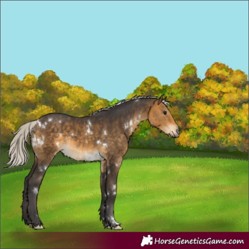 Horse Color:White Spotted Silver Buckskin Rabicano 