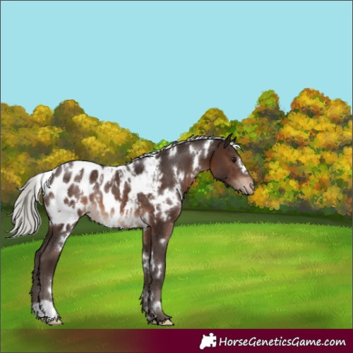 Horse Color:White Spotted Silver Brown Blanket Rabicano 