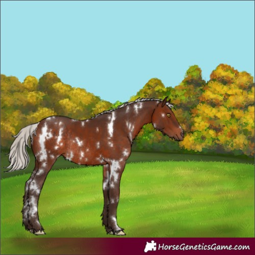 Horse Color:White Spotted Silver Brown Rabicano 