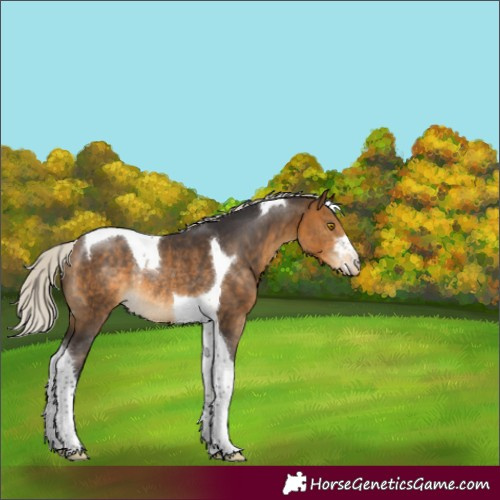 Horse Color:Silver Buckskin Tobiano Varnish Rabicano 