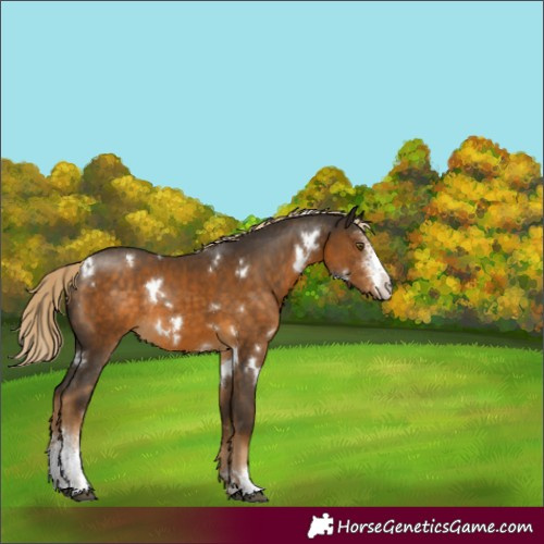 Horse Color:White Spotted Chocolate Palomino Sabino Rabicano 