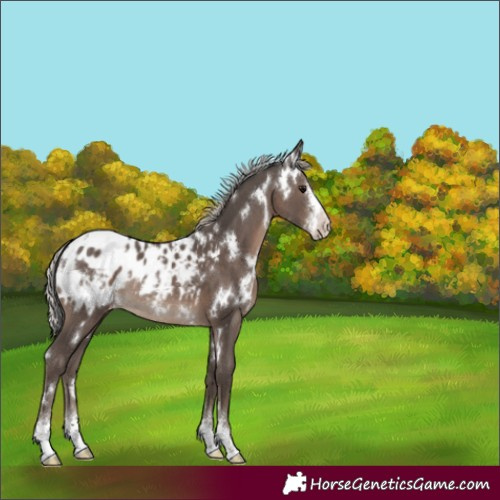 Horse Color:White Spotted Silver Black Sabino Appaloosa Rabicano 