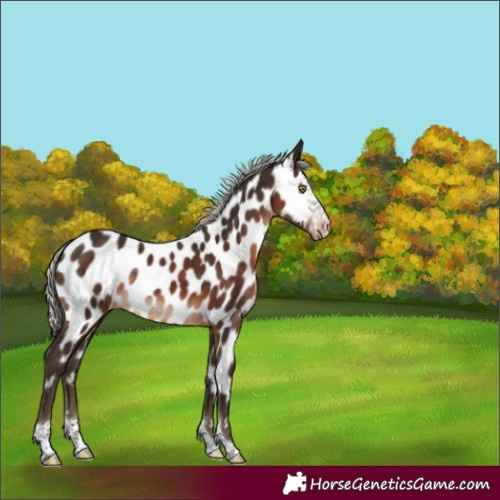 Horse Color:Silver Brown Sabino Tobiano Near Leopard Rabicano 
