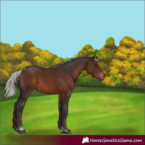 Horse Color:Silver Brown Tobiano Varnish Rabicano 