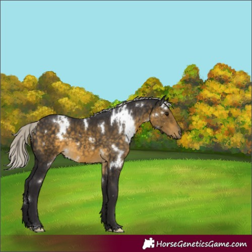 Horse Color:White Spotted Silver Buckskin Rabicano 