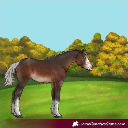 Horse Color:Silver Brown Sabino Tobiano Rabicano 