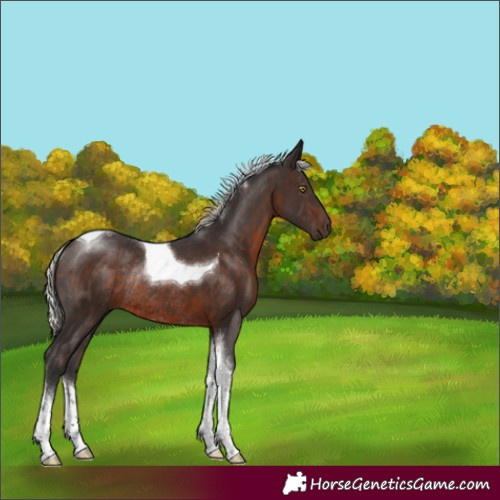 Horse Color:Silver Brown Tobiano Rabicano 