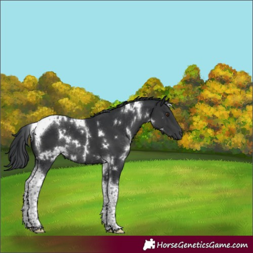 Horse Color:White Spotted Black Tobiano Rabicano 
