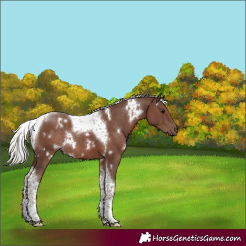 Horse Color:White Spotted Silver Black Tobiano Rabicano 