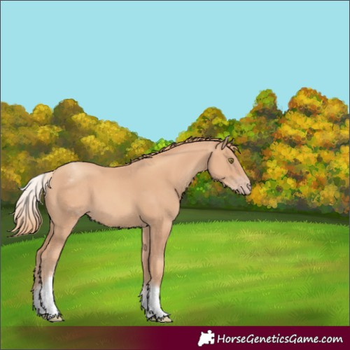 Horse Color:White Spotted Gold Champagne 