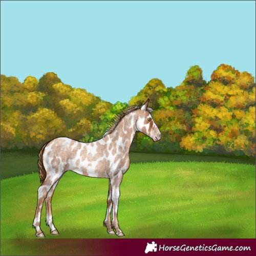 Horse Color:Gray Gold Champagne Roan Frame Appaloosa 