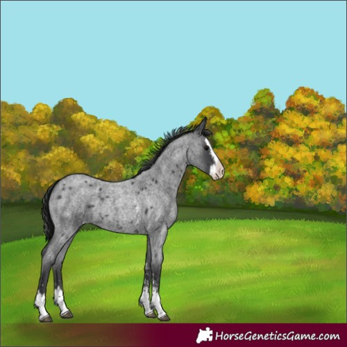 Horse Color:Blue Roan Sabino Splash Varnish 