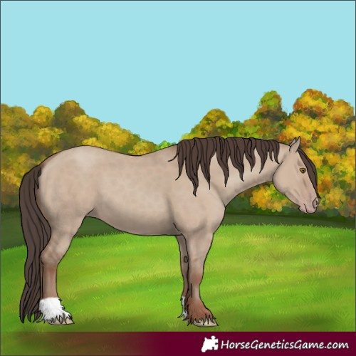 Horse Color:Classic Champagne Dun 