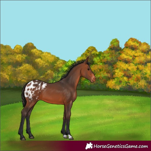 Horse Color:Bay Appaloosa 