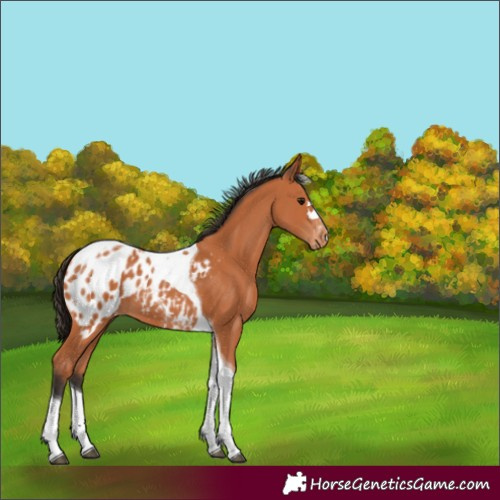 Horse Color:Bay Tobiano Blanket 