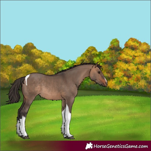 Horse Color:White Spotted Bay Dun Tobiano Rabicano 