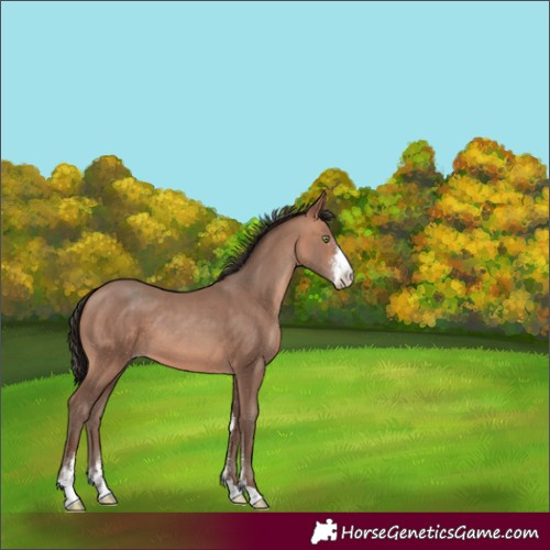 Horse Color:Amber Champagne Sabino 