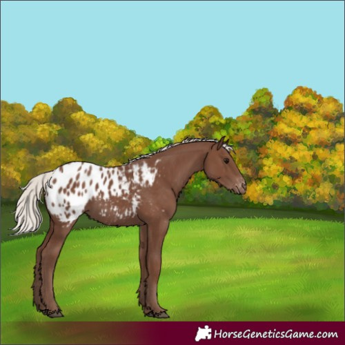 Horse Color:Silver Black Appaloosa 