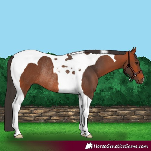 Horse Color:Bay Tobiano Rabicano 