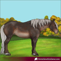 Horse Color:Silver Brown Appaloosa 