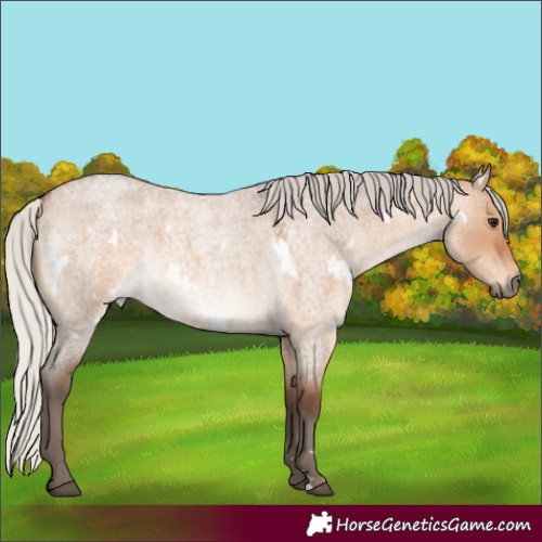 Horse Color:White Spotted Silver Brown Roan Dun Rabicano 