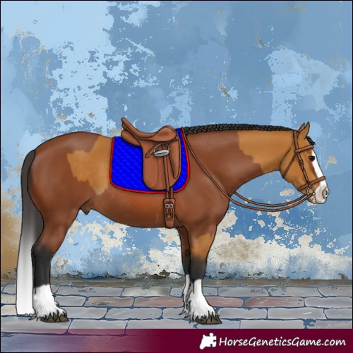 Horse Color:Buckskin Sabino Rabicano and Bay Splash Rabicano