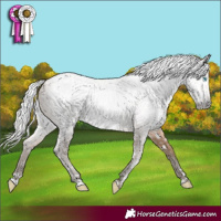 Horse Color:Gray White Spotted Silver Perlino