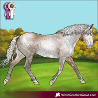 Horse Color:Gray White Spotted Silver Perlino
