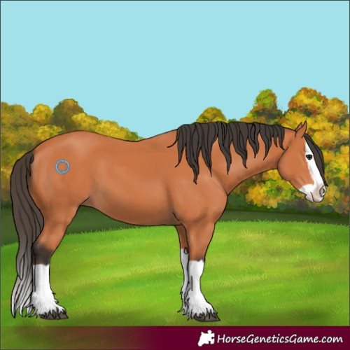 Horse Color:Bay Splash 