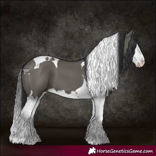 Horse Color:Grullo Splash Tobiano 