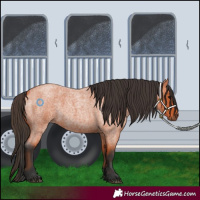 Horse Color:Bay Roan