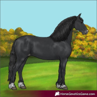 Horse Color:Black Appaloosa 
