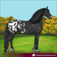 Horse Color:Black Appaloosa 