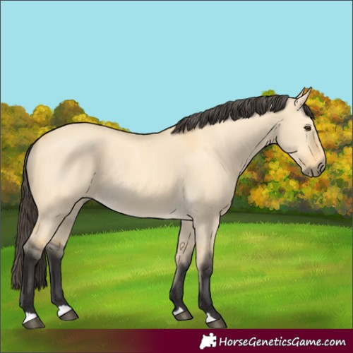Horse Color:Buckskin Dun 