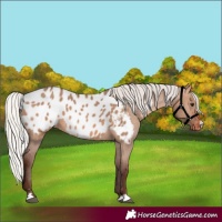 Horse Color:Silver Brown Dun Appaloosa 