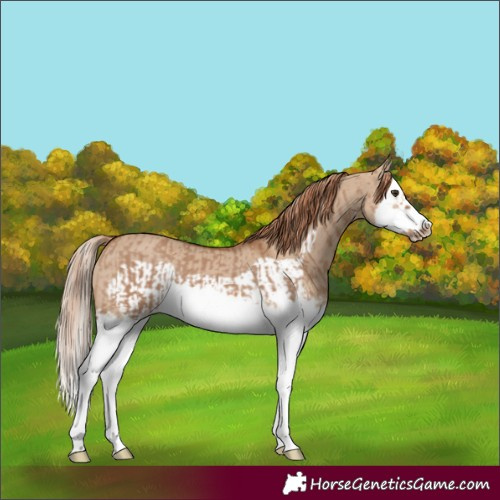 Horse Color:Red Dun Splash and Red Dun Splash Frame
