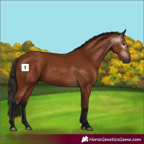 Horse Color:Gray Bay