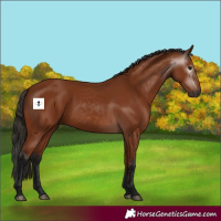 Horse Color:Gray Bay 