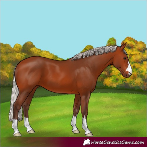 Horse Color:Silver Bay 