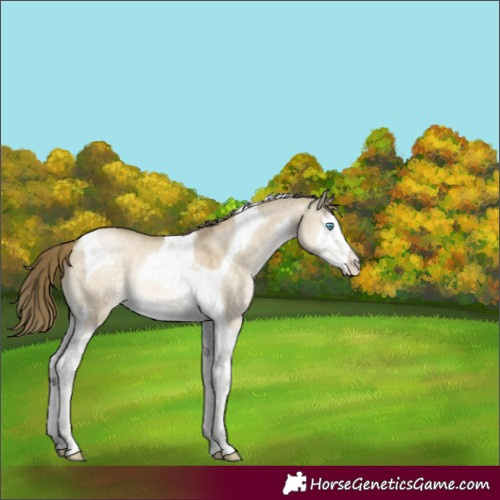Horse Color:Buckskin Pearl Dun Mushroom Splash Tobiano