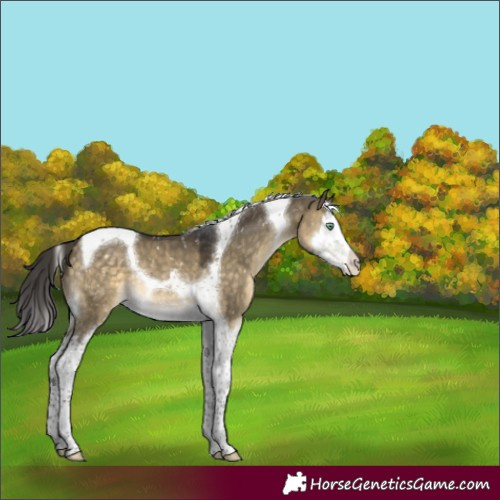 Horse Color:Buckskin Dun Mushroom Splash Tobiano Snowflake Varnish