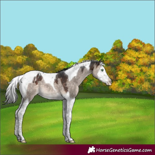 Horse Color:Brown Dun Mushroom Splash Tobiano Appaloosa 