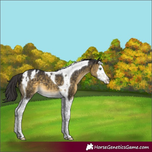 Horse Color:Buckskin Mushroom Splash Tobiano Appaloosa 