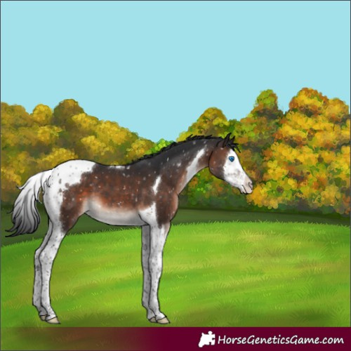 Horse Color:Brown Mushroom Splash Tobiano Snowflake Varnish 