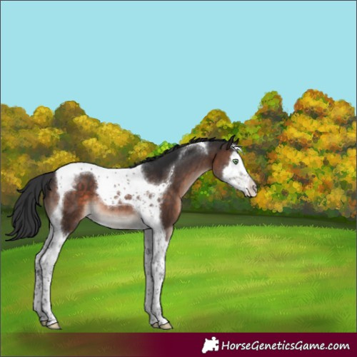 Horse Color:Brown Mushroom Splash Tobiano 