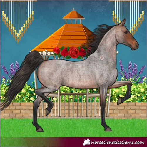 Horse Color:Bay Roan 