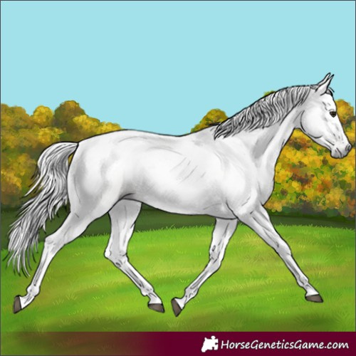 Horse Color:Gray Bay Dun Splash Frame 
