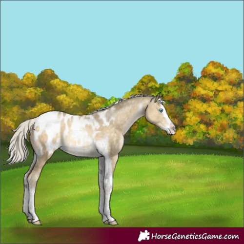 Horse Color:Silver Buckskin Pearl Mushroom Splash Tobiano Blanket