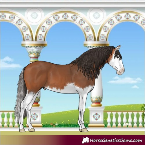 Horse Color:Bay Splash 